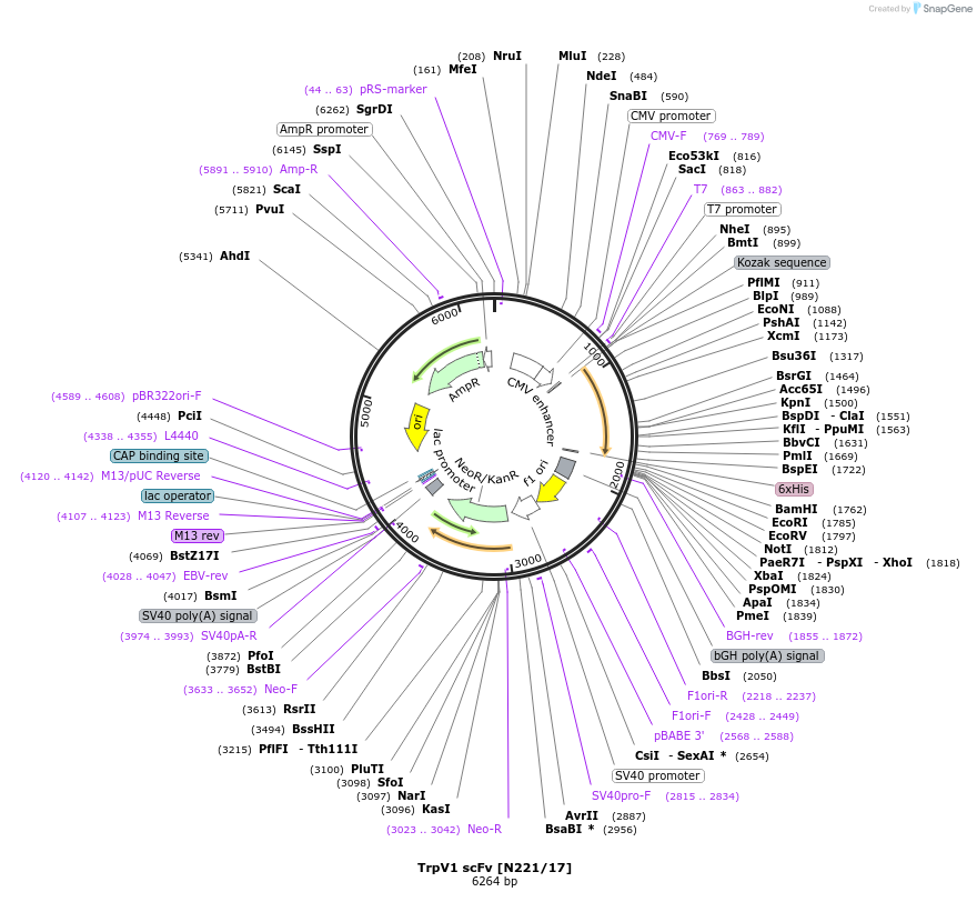182082-plasmid-map-sequence-id-357623