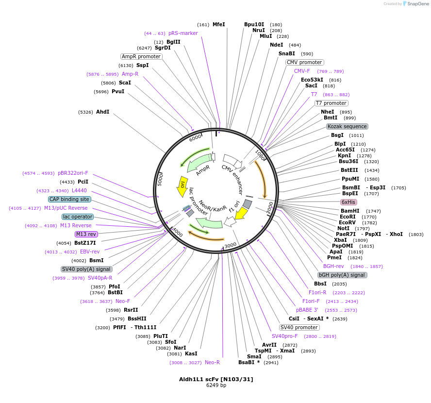 182080-plasmid-map-sequence-id-357626