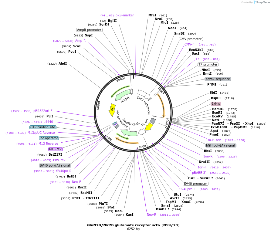 182092-plasmid-map-sequence-id-357627