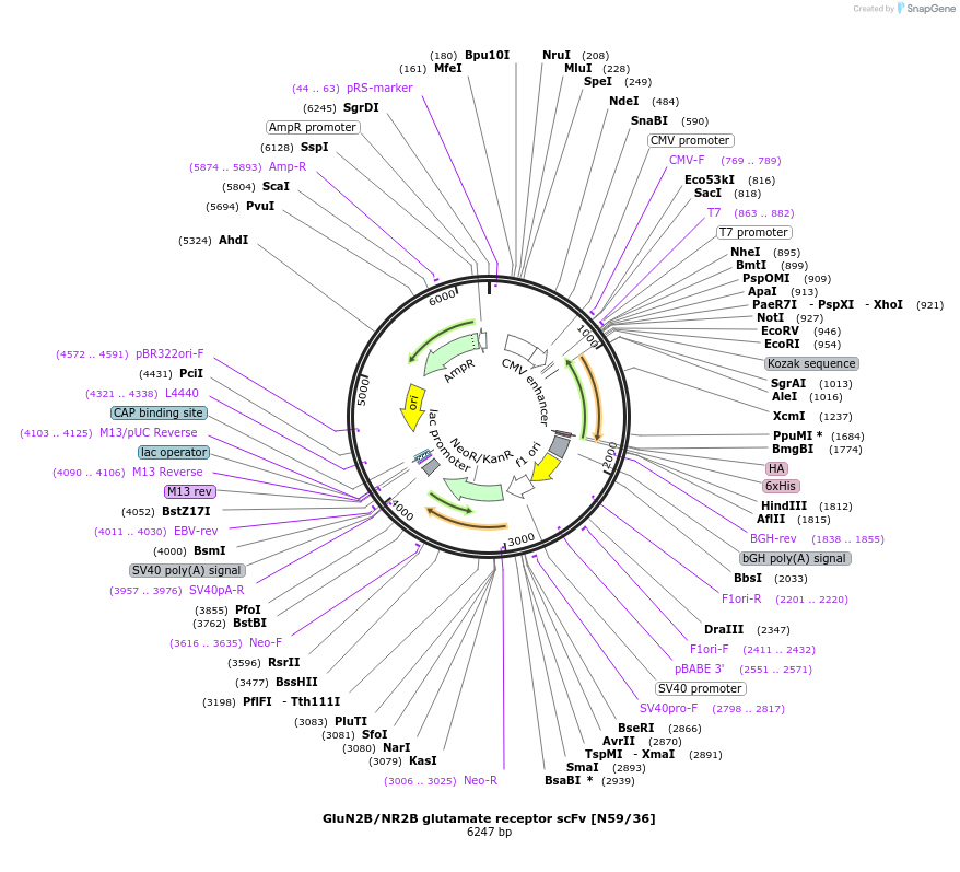 182093-plasmid-map-sequence-id-357628