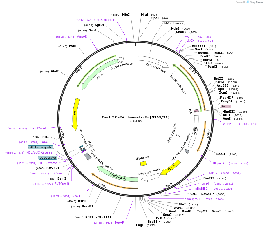 182083-plasmid-map-sequence-id-357696