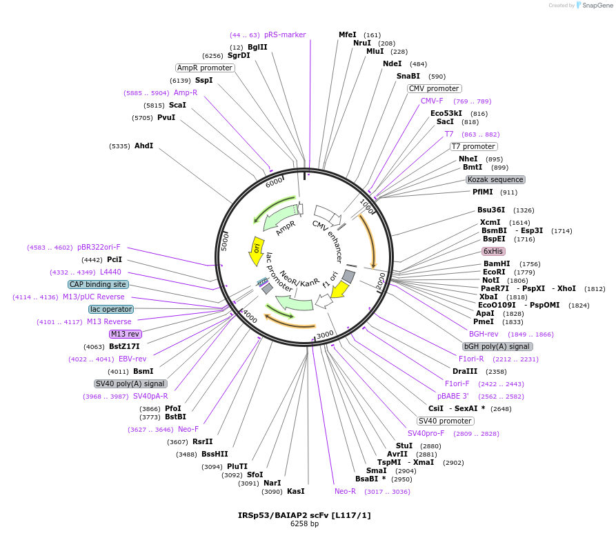 182075-plasmid-map-sequence-id-357702