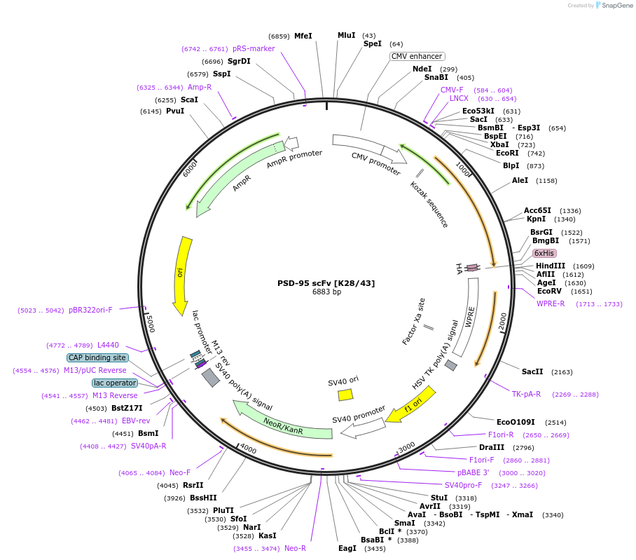 182066-plasmid-map-sequence-id-357707