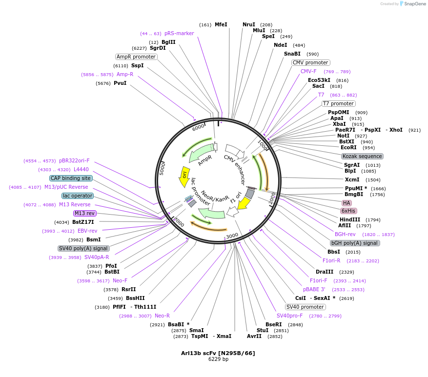 182086-plasmid-map-sequence-id-357710
