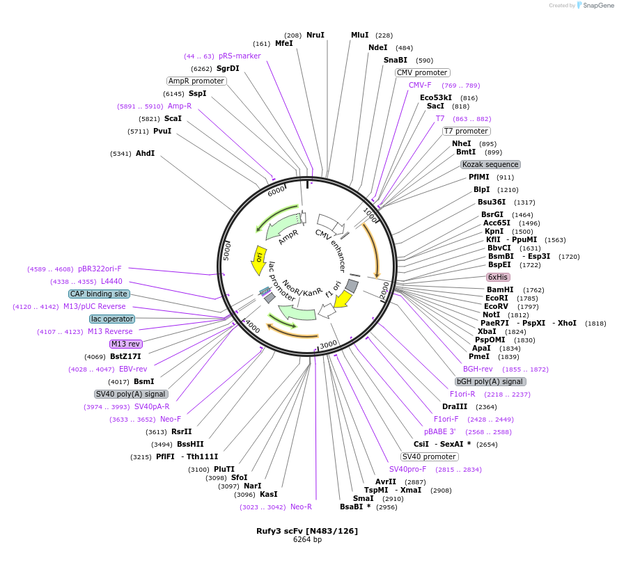 182089-plasmid-map-sequence-id-357711