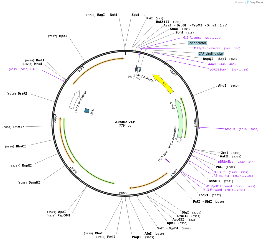 182212-plasmid-map-sequence-id-357717