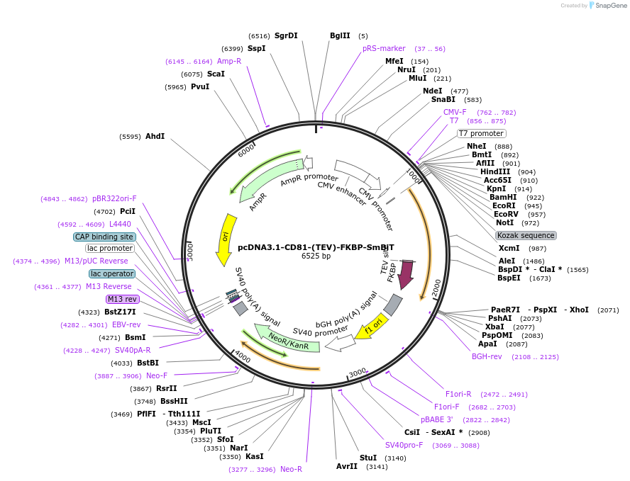 182651-plasmid-map-sequence-id-357725