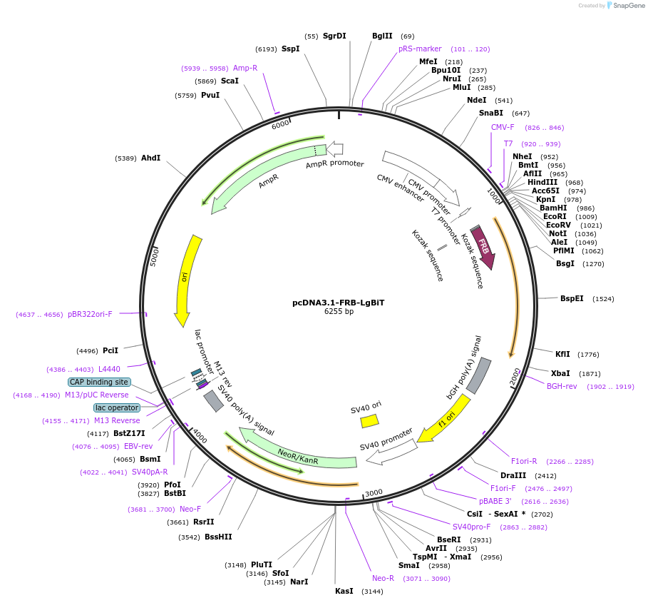 182650-plasmid-map-sequence-id-357726