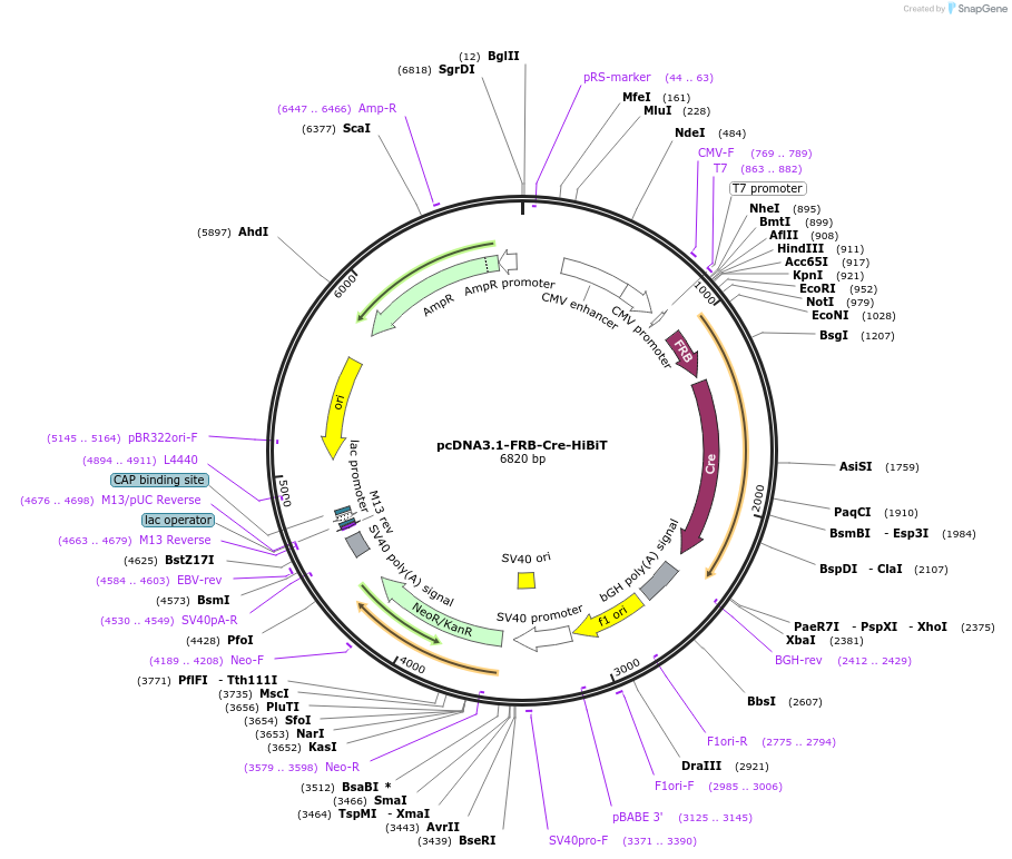 177912-plasmid-map-sequence-id-357727
