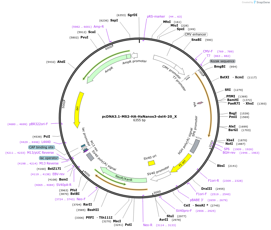 147945-plasmid-map-sequence-id-357741