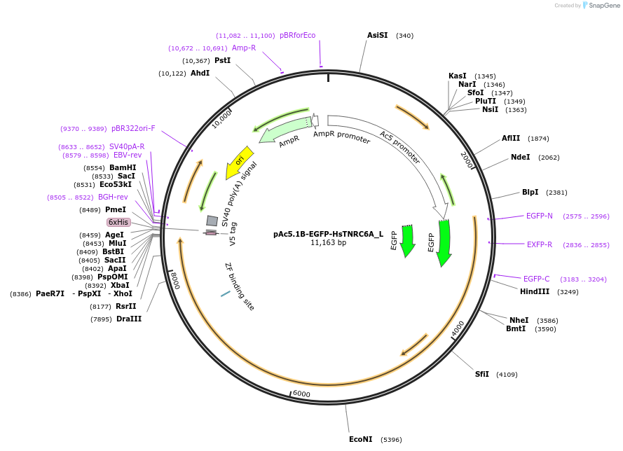 146843-plasmid-map-sequence-id-357747