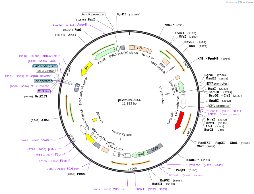 31779-plasmid-map-sequence-id-35775