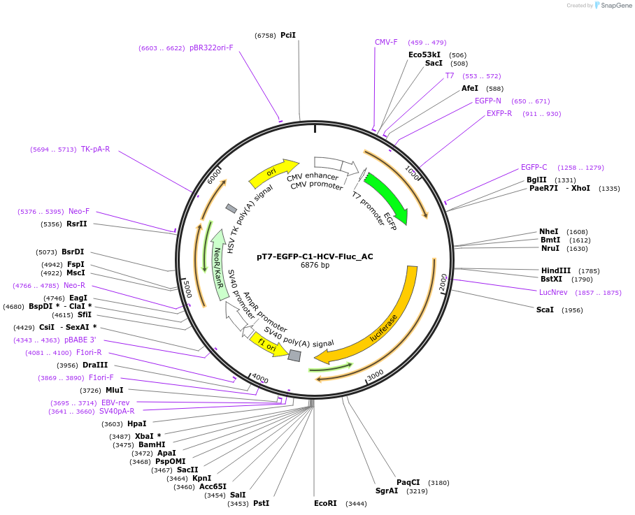 148447-plasmid-map-sequence-id-357755