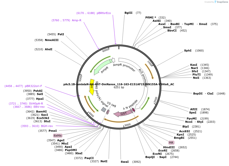 148466-plasmid-map-sequence-id-357759