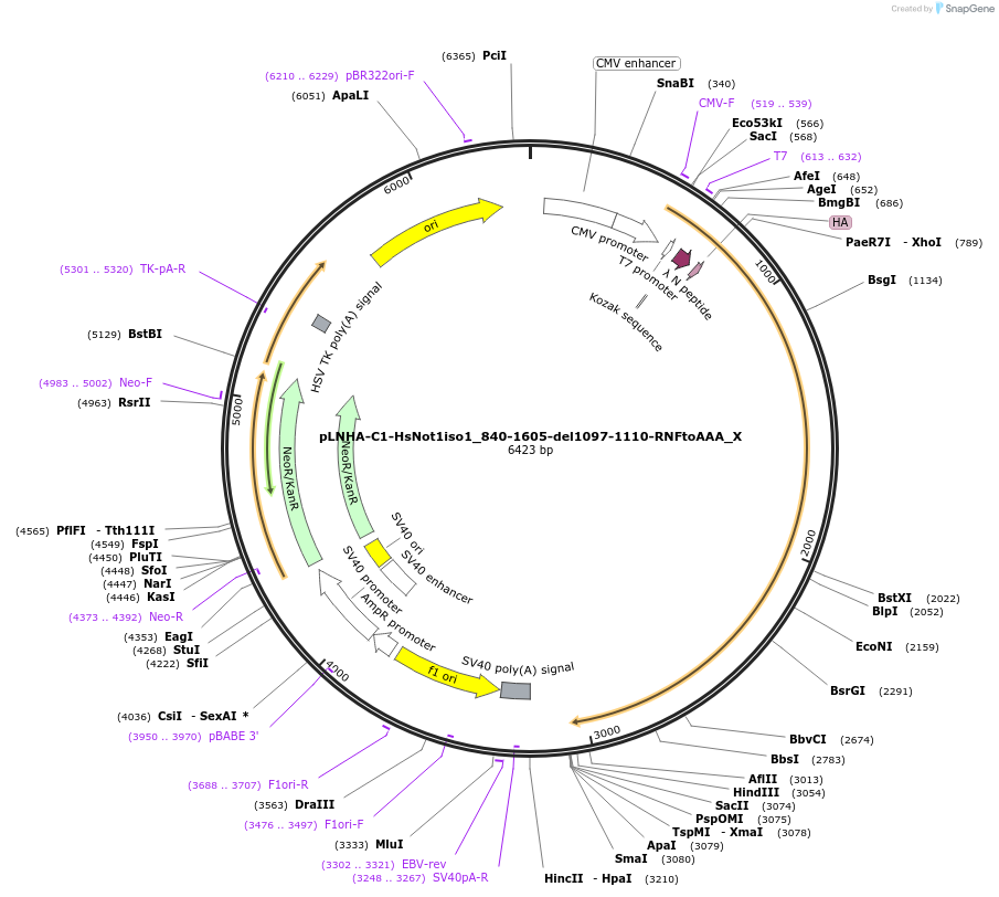 148000-plasmid-map-sequence-id-357762