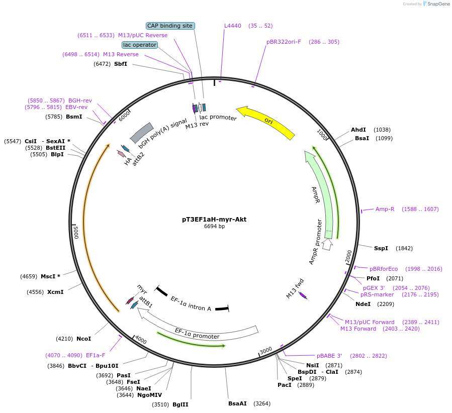 179909-plasmid-map-sequence-id-357764