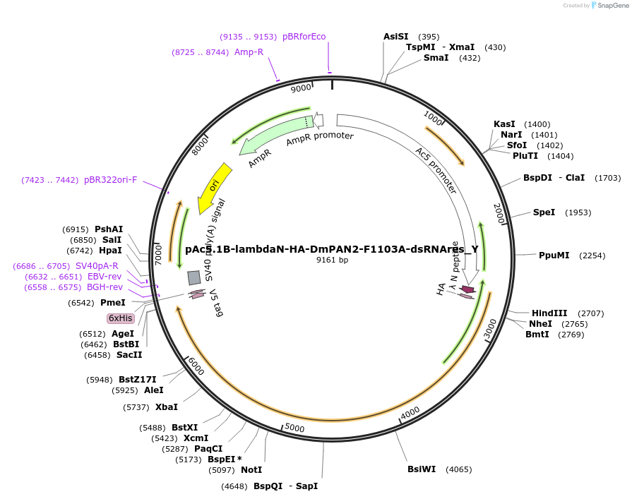 148075-plasmid-map-sequence-id-357788