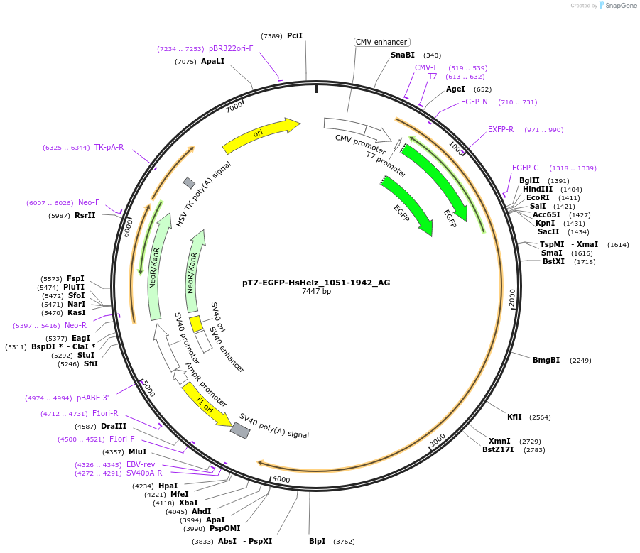 148804-plasmid-map-sequence-id-357792