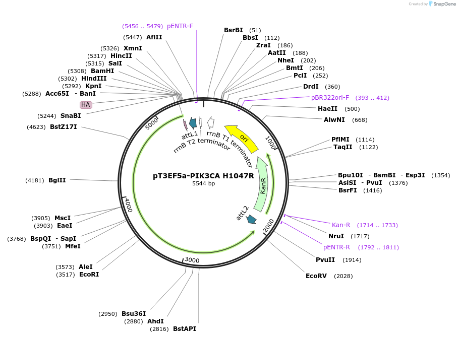 180034-plasmid-map-sequence-id-357796