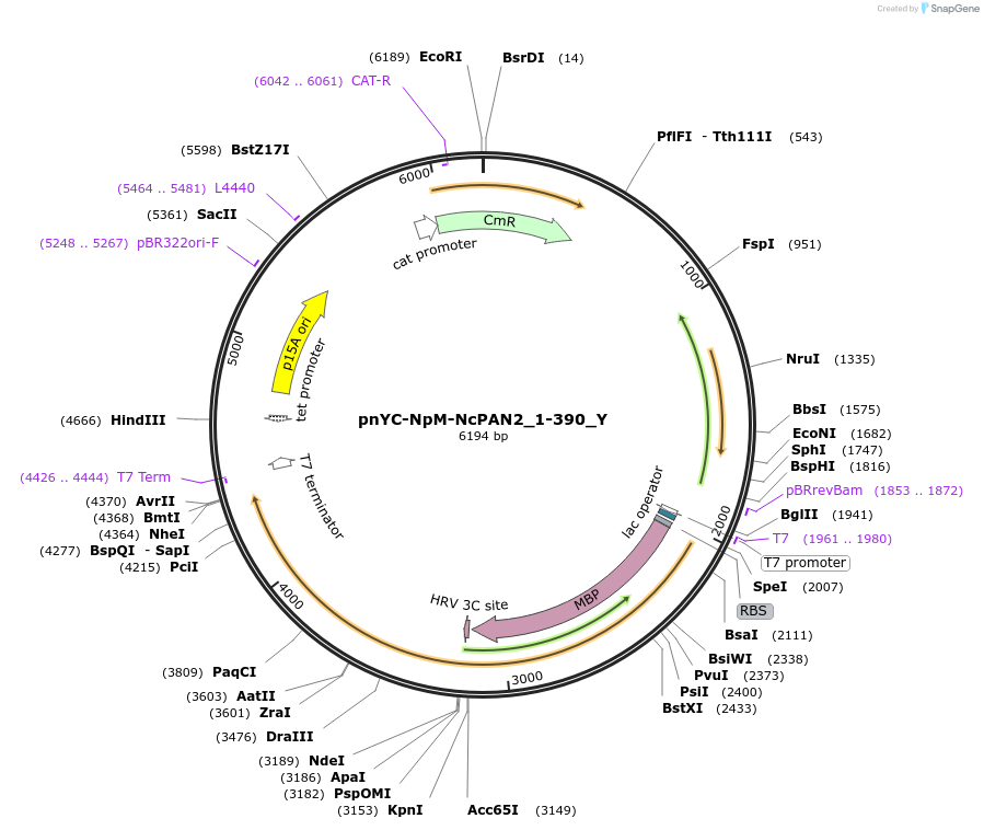 148103-plasmid-map-sequence-id-357797
