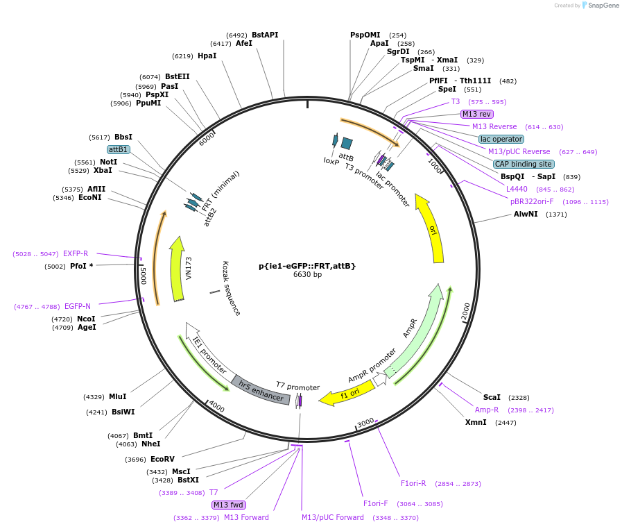 182174-plasmid-map-sequence-id-357799