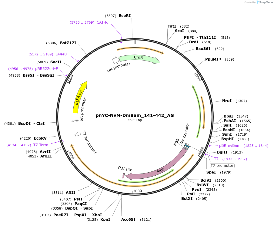 148833-plasmid-map-sequence-id-357802