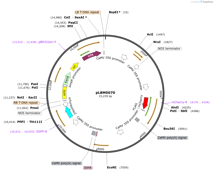 172822-plasmid-map-sequence-id-357804