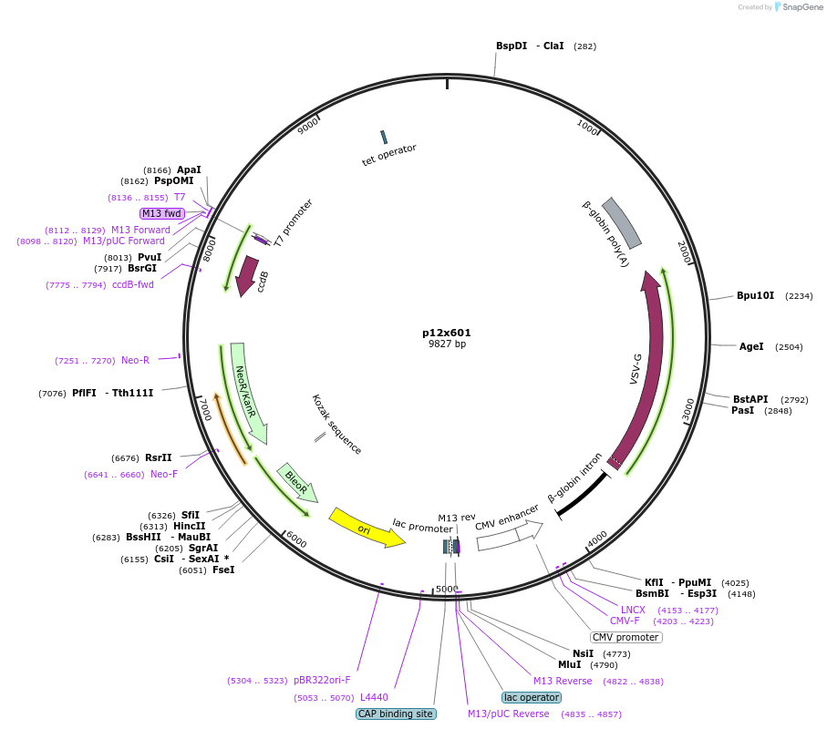 157785-plasmid-map-sequence-id-357805