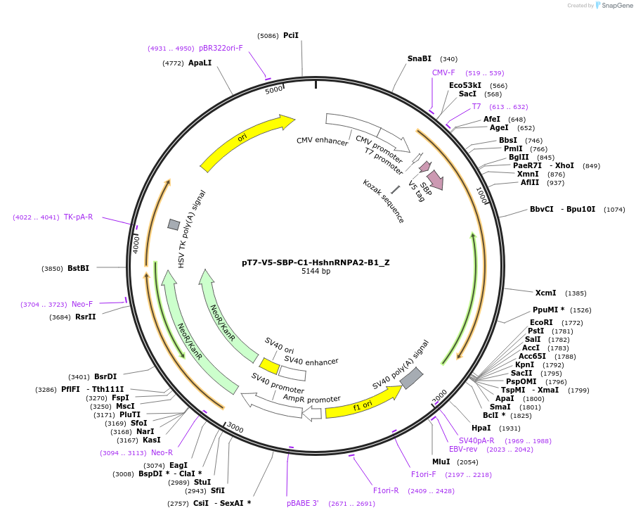 148139-plasmid-map-sequence-id-357808
