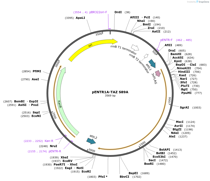179911-plasmid-map-sequence-id-357809