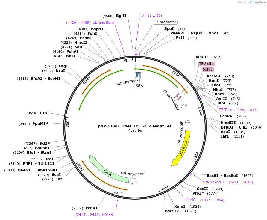148564-plasmid-map-sequence-id-357821