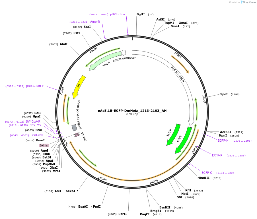 148883-plasmid-map-sequence-id-357823