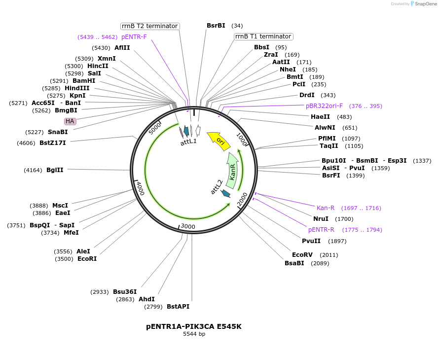 180032-plasmid-map-sequence-id-357825
