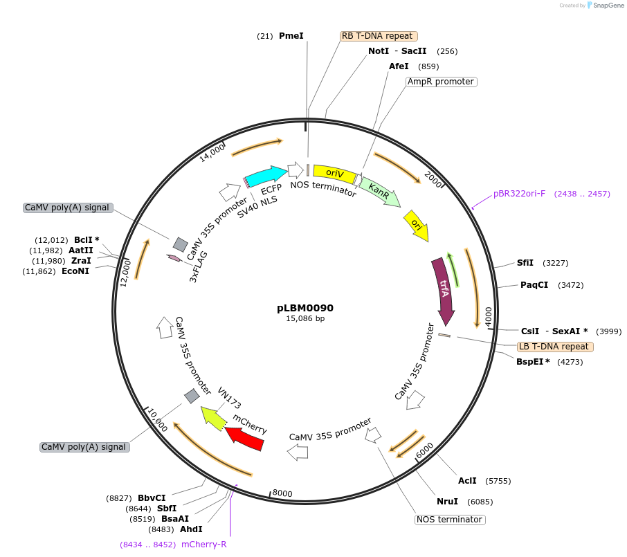 172824-plasmid-map-sequence-id-357830