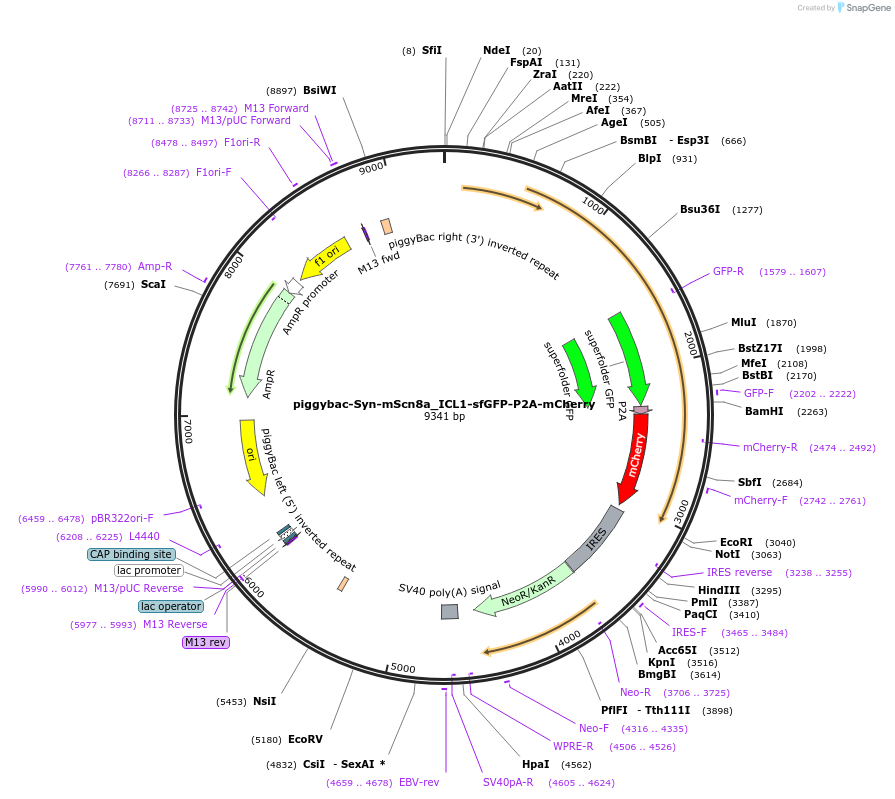 182560-plasmid-map-sequence-id-357867