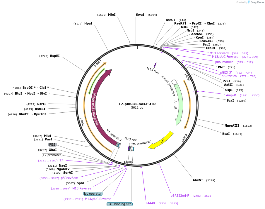 182192-plasmid-map-sequence-id-357873