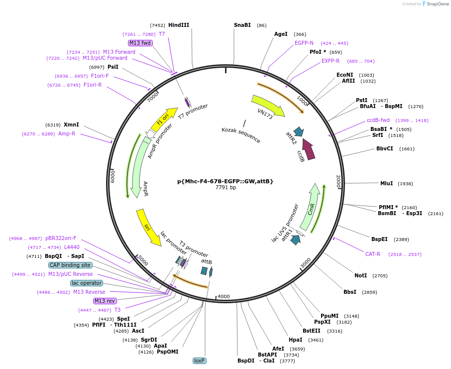 182170-plasmid-map-sequence-id-357884