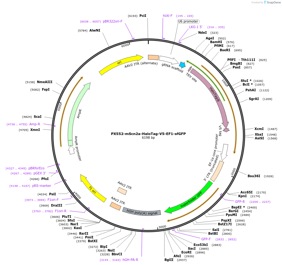 182564-plasmid-map-sequence-id-357899