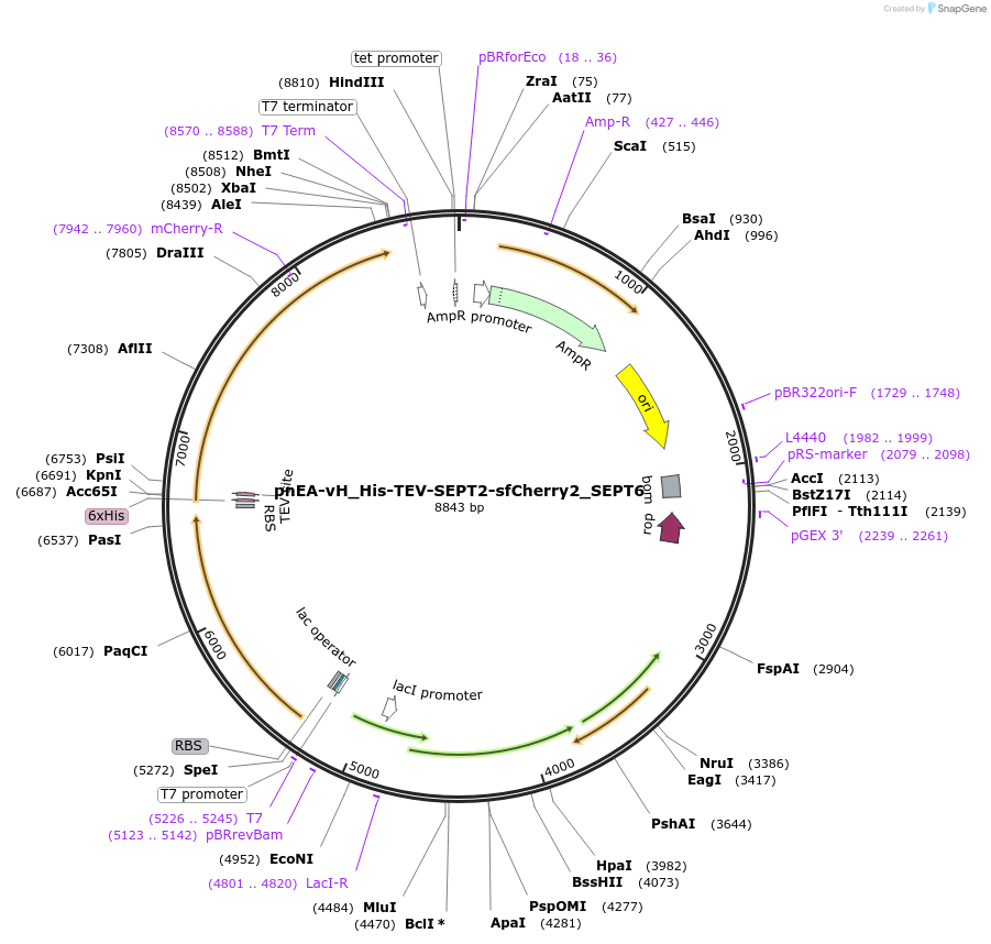 180313-plasmid-map-sequence-id-357907