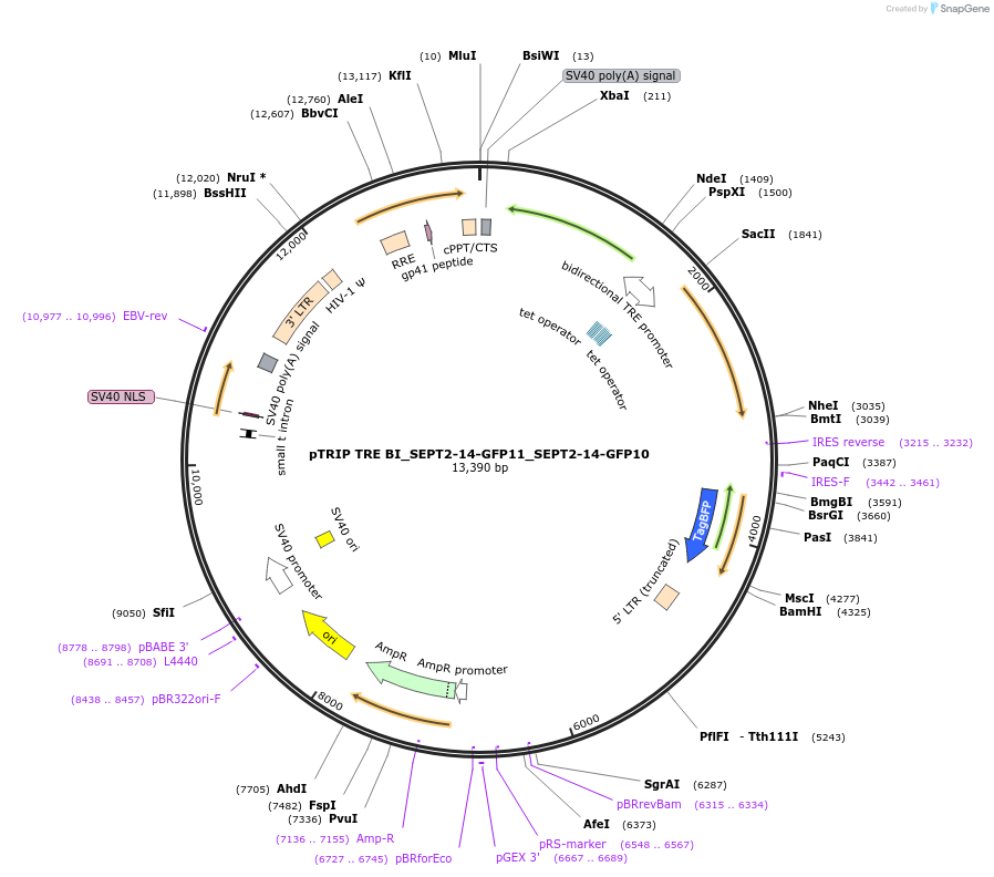 180350-plasmid-map-sequence-id-357911