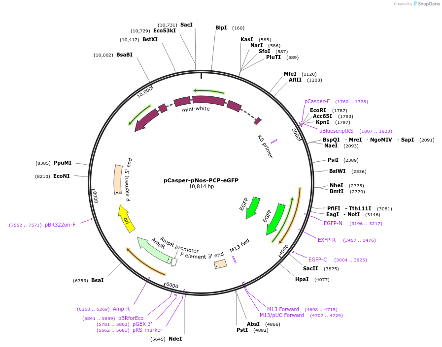 180274-plasmid-map-sequence-id-357914