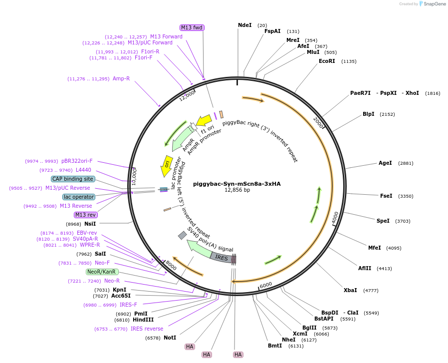 182555-plasmid-map-sequence-id-357916