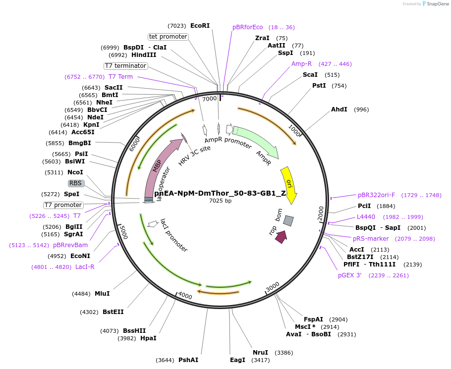 148180-plasmid-map-sequence-id-357919