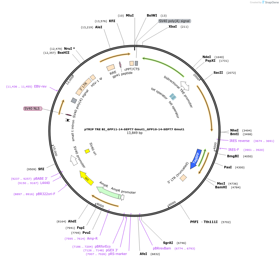180354-plasmid-map-sequence-id-357925