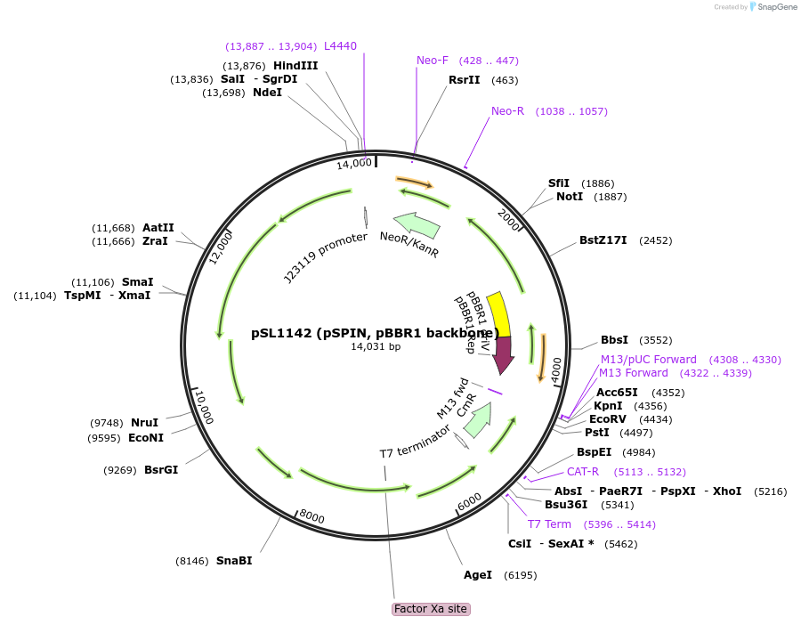 160730-plasmid-map-sequence-id-357931