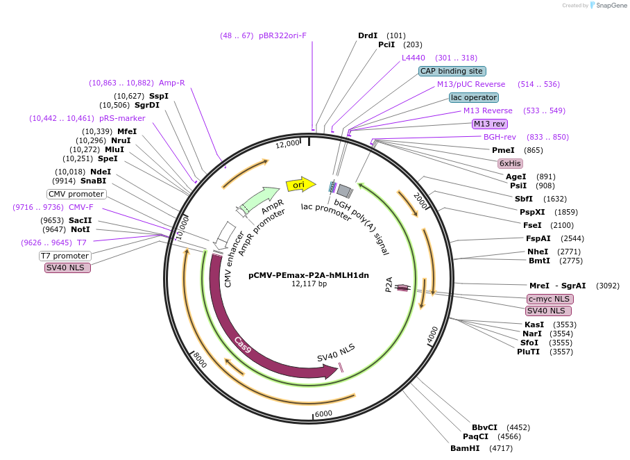 174828-plasmid-map-sequence-id-357934