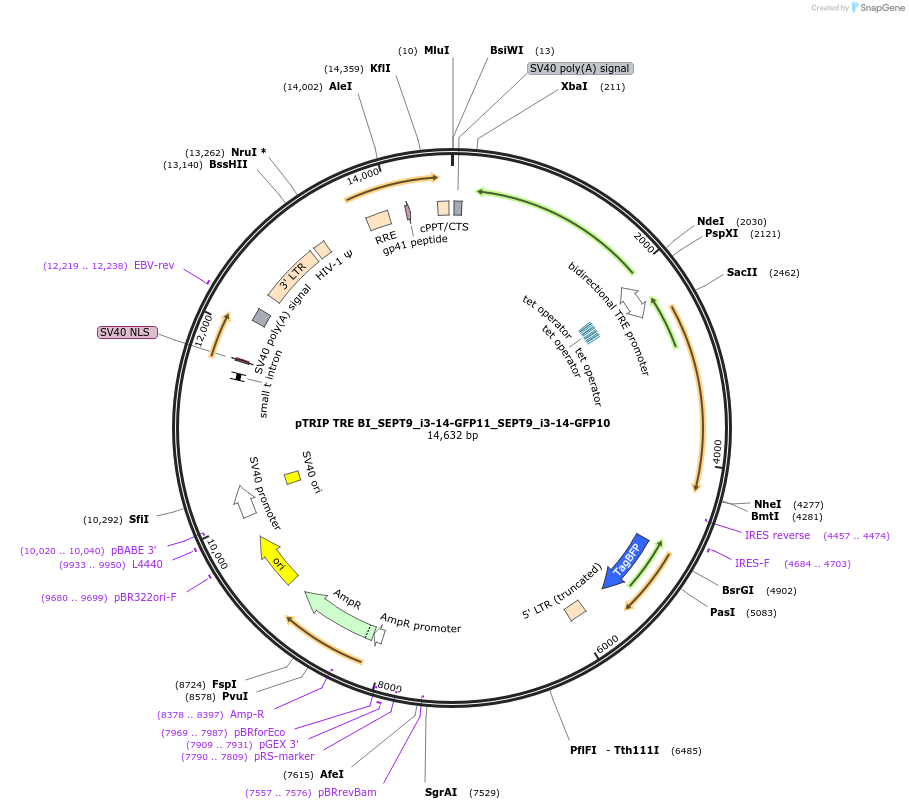 180352-plasmid-map-sequence-id-357936