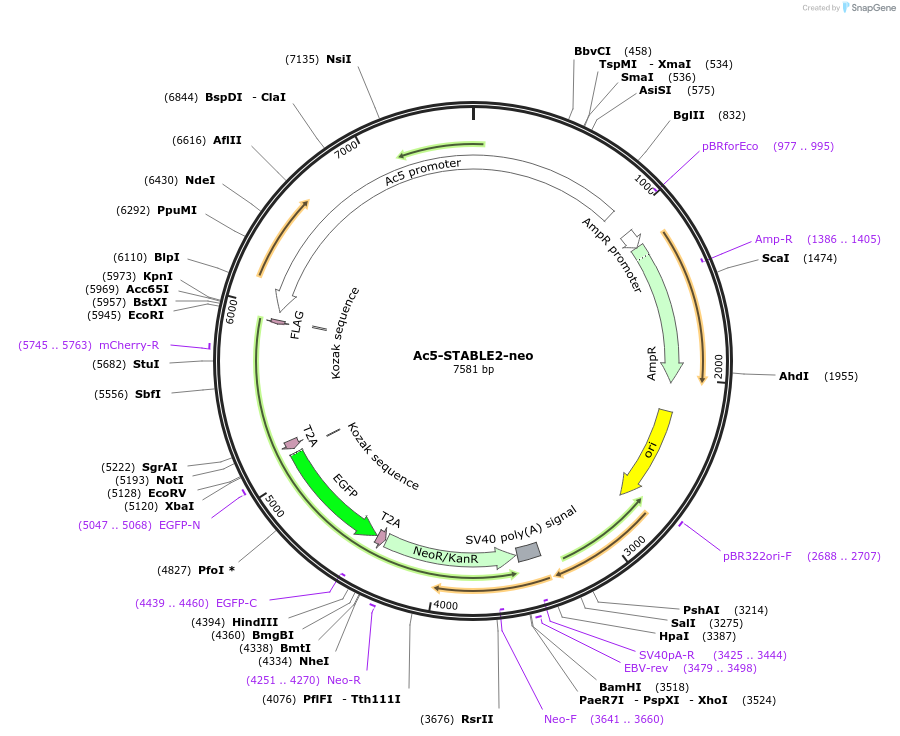 32426-plasmid-map-sequence-id-357938