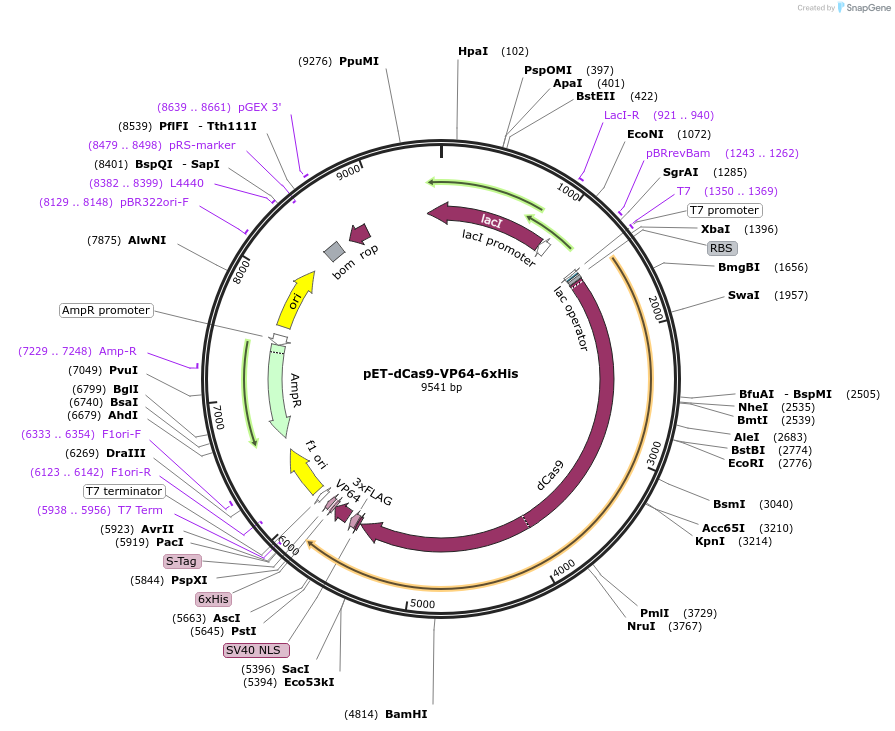 62935-plasmid-map-sequence-id-357940