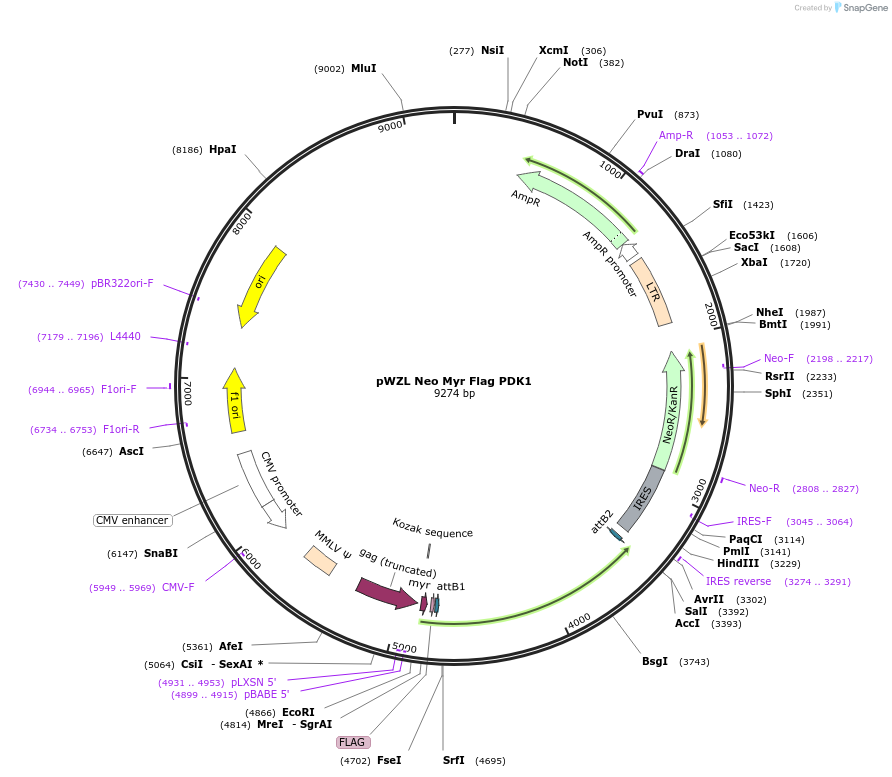 20564-plasmid-map-sequence-id-357942